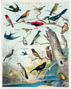 Cavallini 1000 pc. Puzzle - Audubon Birds